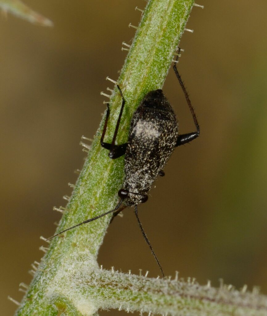 jumping plant bug
