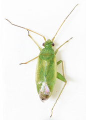 Orthotylus ericetorum