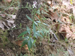 Andrographis paniculata