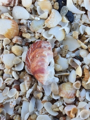 Spondylus gaederopus