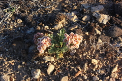 Cymopterus
