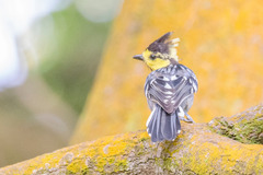 Machlolophus spilonotus