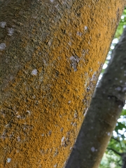 Trentepohlia
