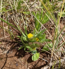 Triptilodiscus pygmaeus