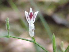Andrographis paniculata