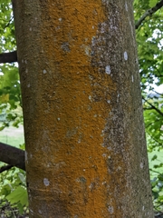 Trentepohlia