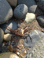 Panulirus interruptus