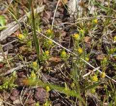 Triptilodiscus pygmaeus