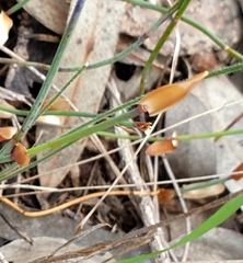 Lepidobolus drapetocoleus