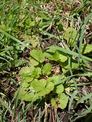 Pelargonium inodorum