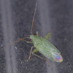 Orthotylus minutus