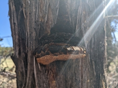 Pyrofomes juniperinus