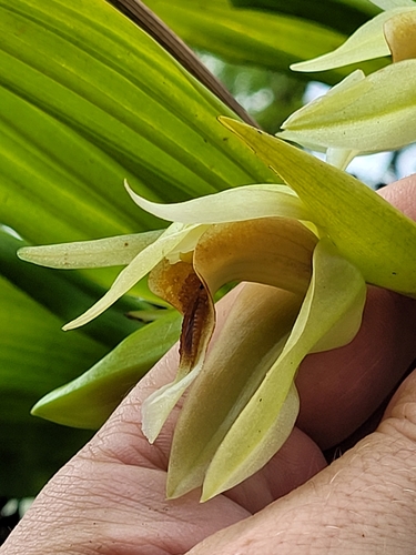 Coelogyne lycastoides observed 2022-10-08