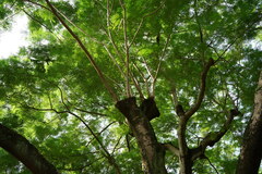 Sapindus mukorossi