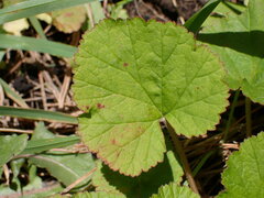 Pelargonium inodorum