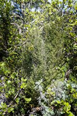Cryptocarya wyliei