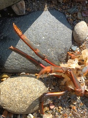 Panulirus interruptus