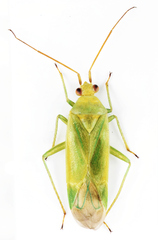 Orthotylus marginalis