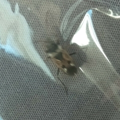 Rhyparochromus vulgaris