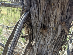 Pyrofomes juniperinus