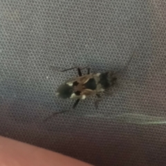 Rhyparochromus vulgaris