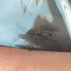 Rhyparochromus vulgaris