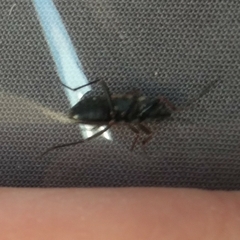 Rhyparochromus vulgaris