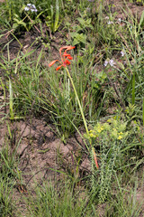 Cyrtanthus brachyscyphus