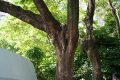 Sapindus mukorossi