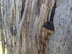 Pyrofomes juniperinus