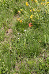 Cyrtanthus brachyscyphus