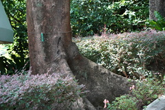 Sapindus mukorossi