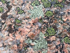 Lecanora intricata
