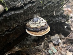 Fomitopsis