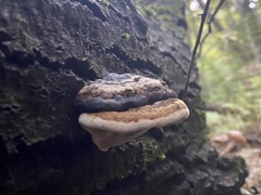Fomitopsis
