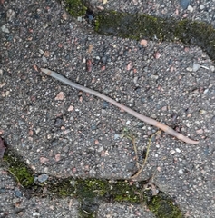 Aporrectodea caliginosa