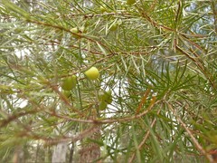 Persoonia virgata