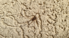 Odiellus spinosus