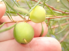 Persoonia virgata
