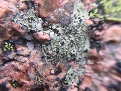 Lecanora intricata