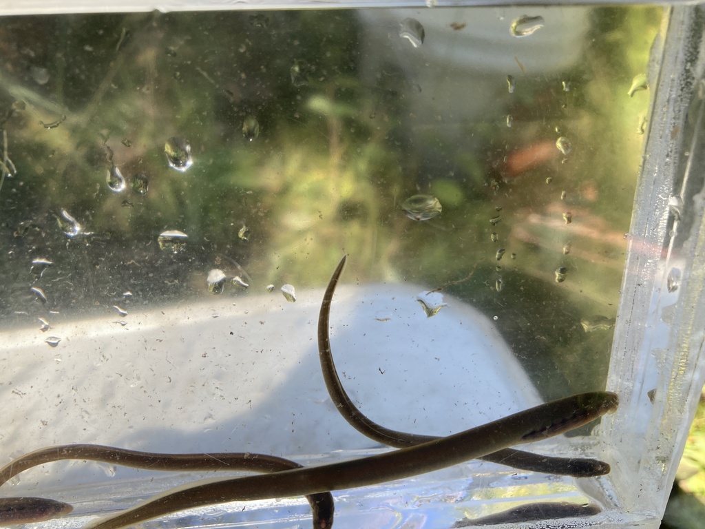 Pit-Klamath brook lamprey (Entosphenus lethophagus) — Petromyzontidae