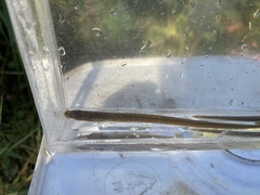 Entosphenus lethophagus