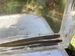 Entosphenus lethophagus