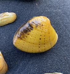 Ellipsaria lineolata