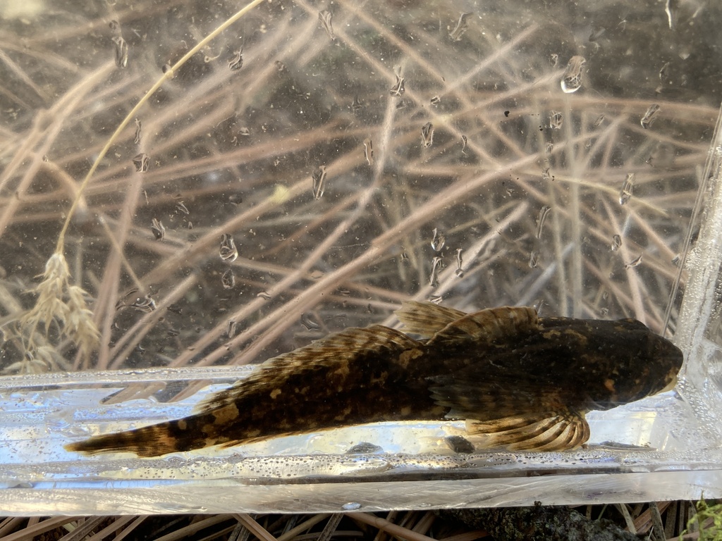 Pit Sculpin
