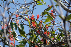 Loranthaceae
