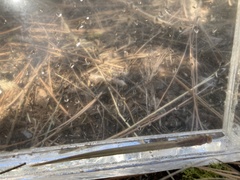 Entosphenus lethophagus