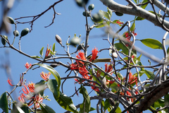 Loranthaceae
