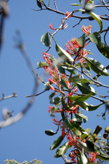 Loranthaceae