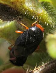 Strongylocoris leucocephalus